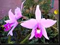 L Maronii (rubescens x anceps) * Omar Eduardo Rocha * Omar Eduardo Rocha